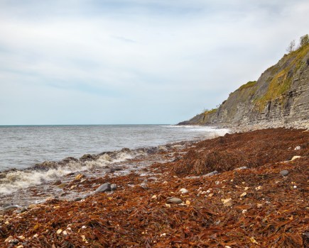 The view of Monmouth Beach coastline covered with the algae after the storm and cliffs of Liassic rocks at Chippel Bay. West Dorset. England