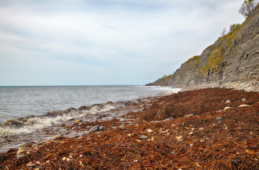 The view of Monmouth Beach coastline covered with the algae after the storm and cliffs of Liassic rocks at Chippel Bay. West Dorset. England