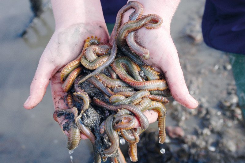 Man holding a big lump of ragworms in his hands