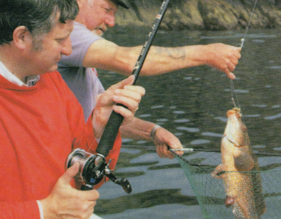 A burgh island wrasse being caught