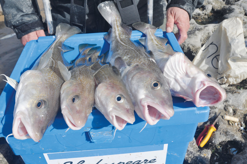 five cod laying on top of a blue seatbox