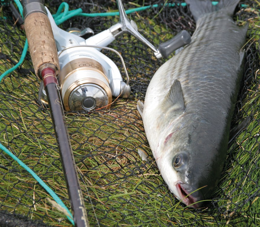 The kit you need to catch estuary mullet - SeaAngler