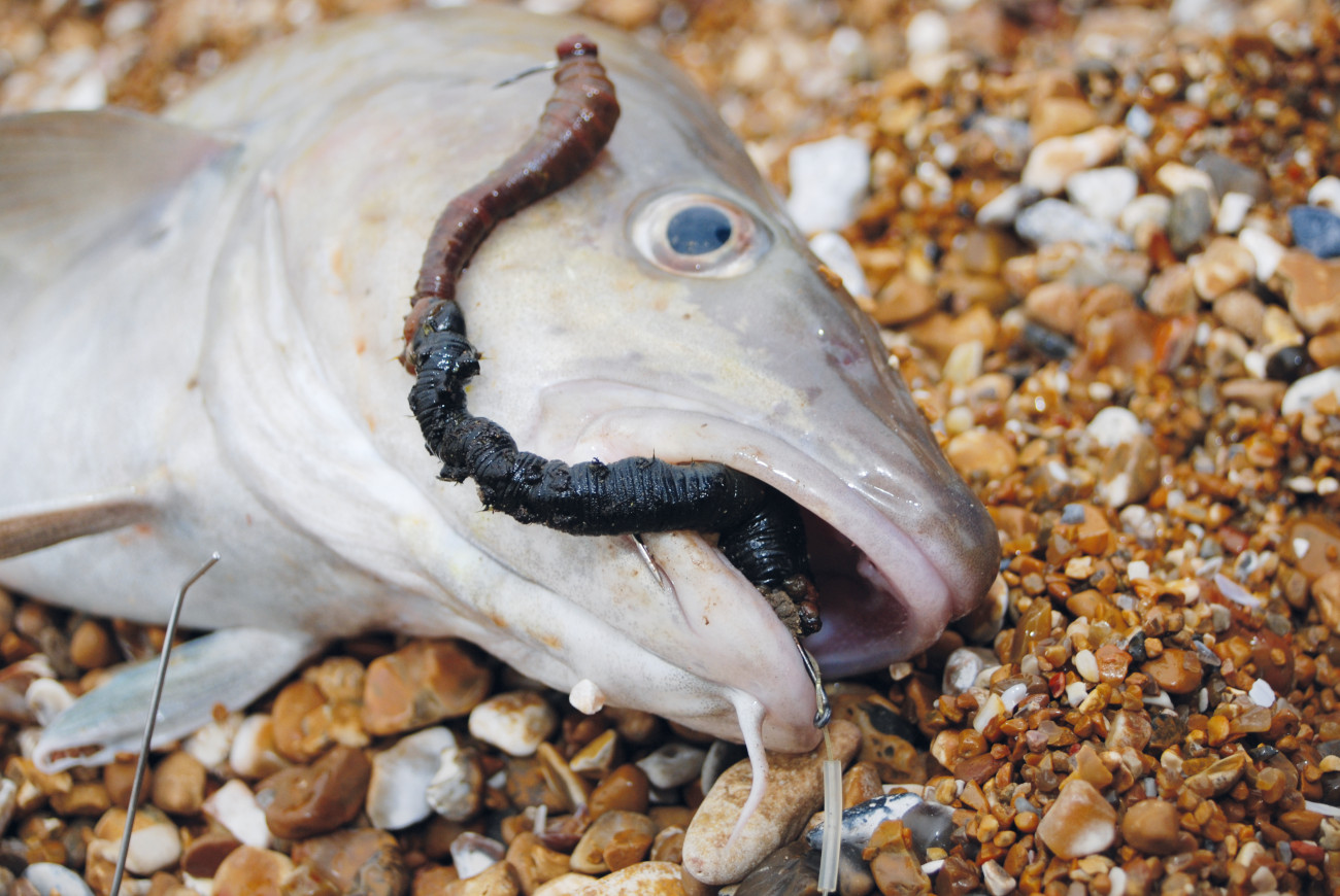 Six of the best Sea fishing baits - SeaAngler