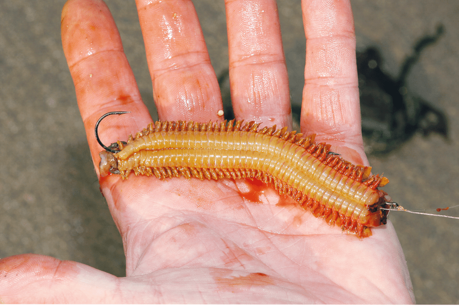 Six of the best Sea fishing baits SeaAngler