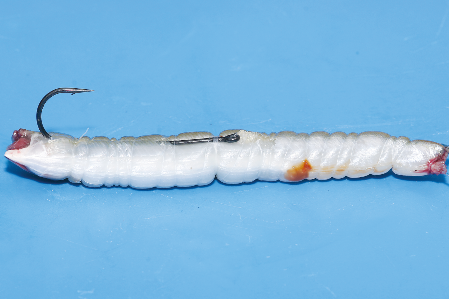 Six of the best Sea fishing baits SeaAngler