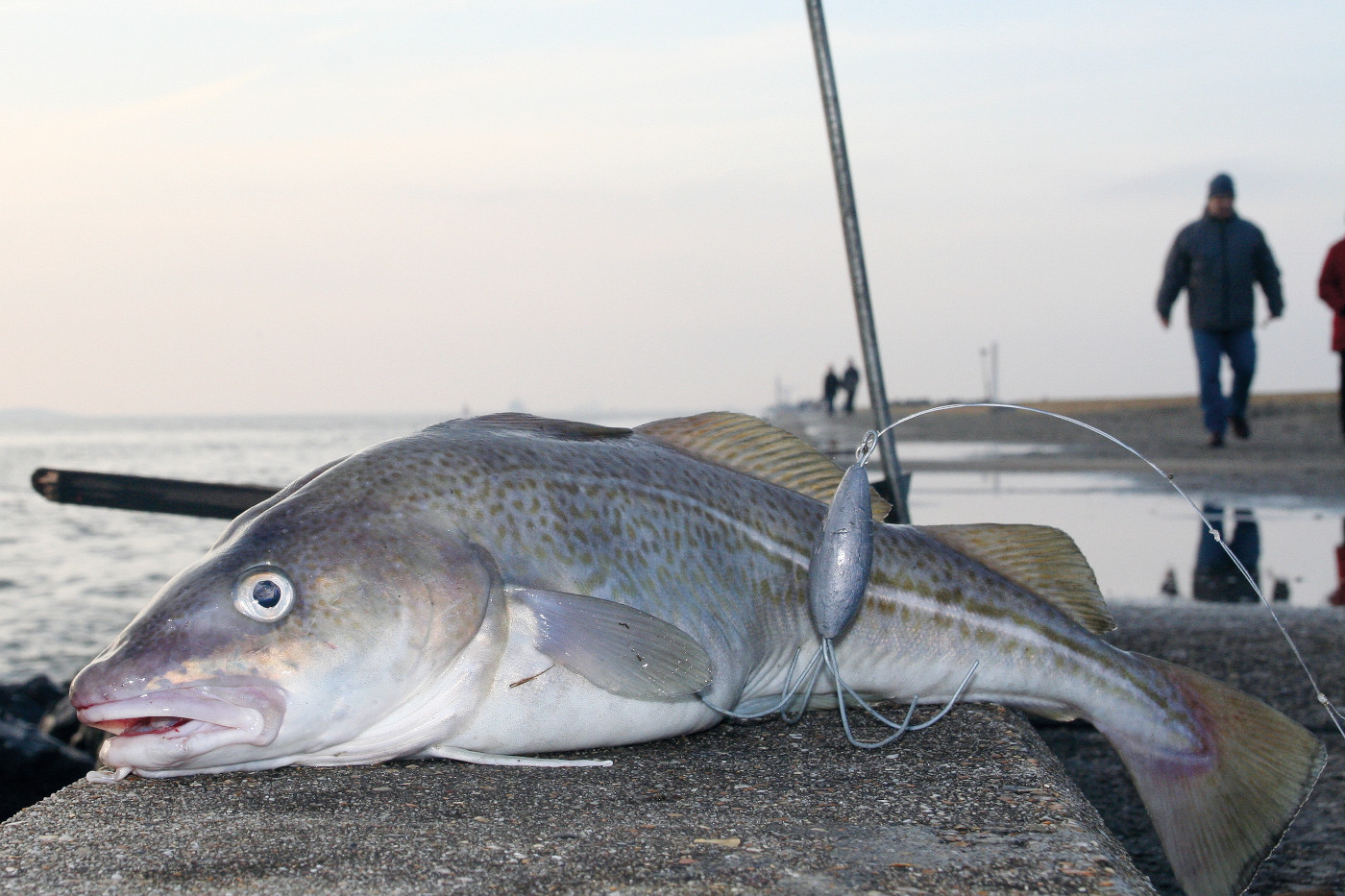 Terminal tackle for sea fishing a beginners guide - SeaAngler
