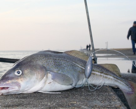 A nice shore-caught codling