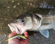 K bass fishing with lures