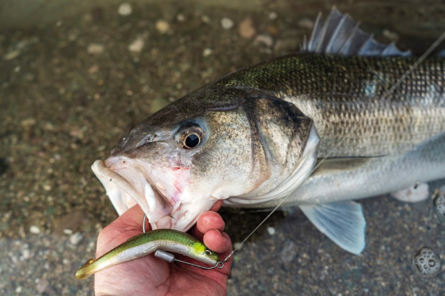 K bass fishing with lures