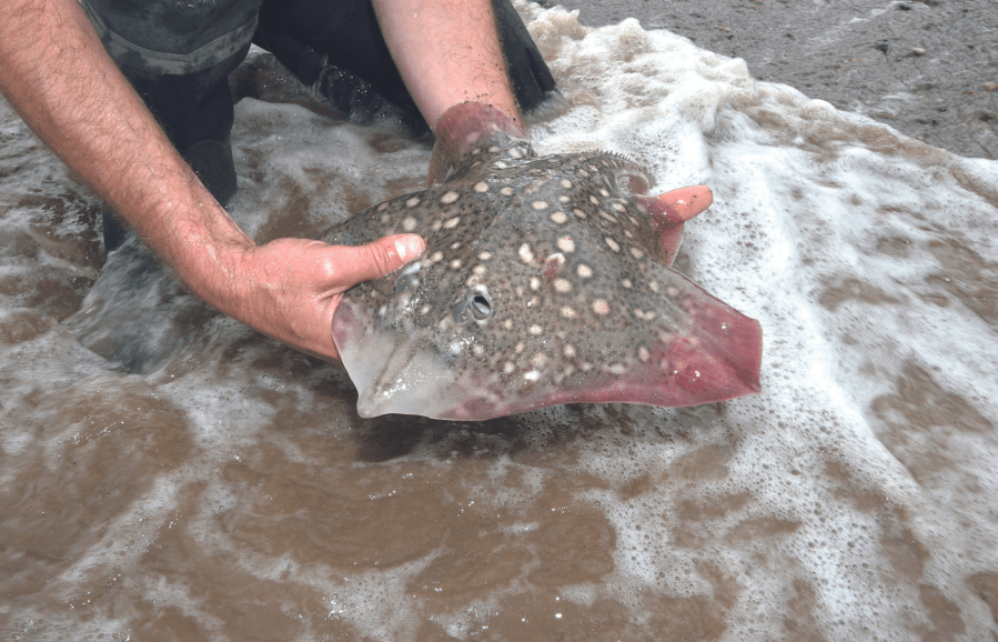 Returning thornback ray