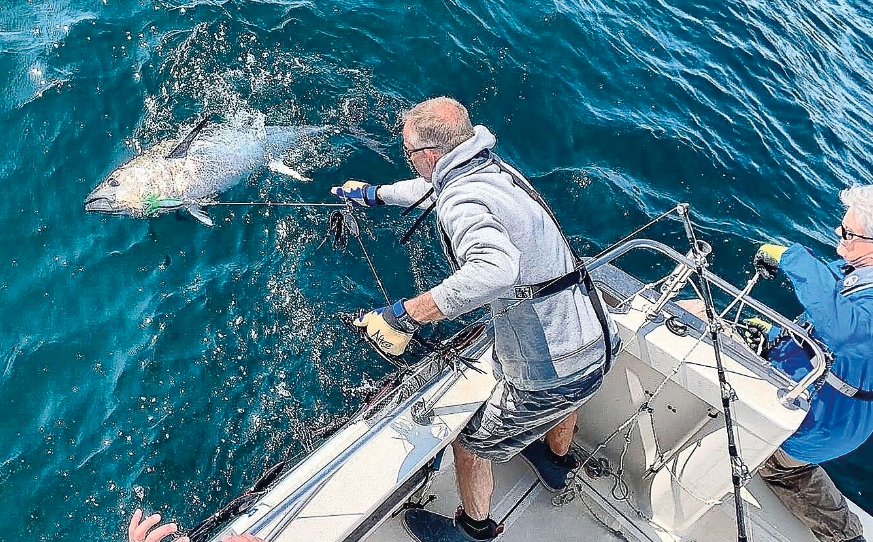 Bluefin Tuna hooked and being landed