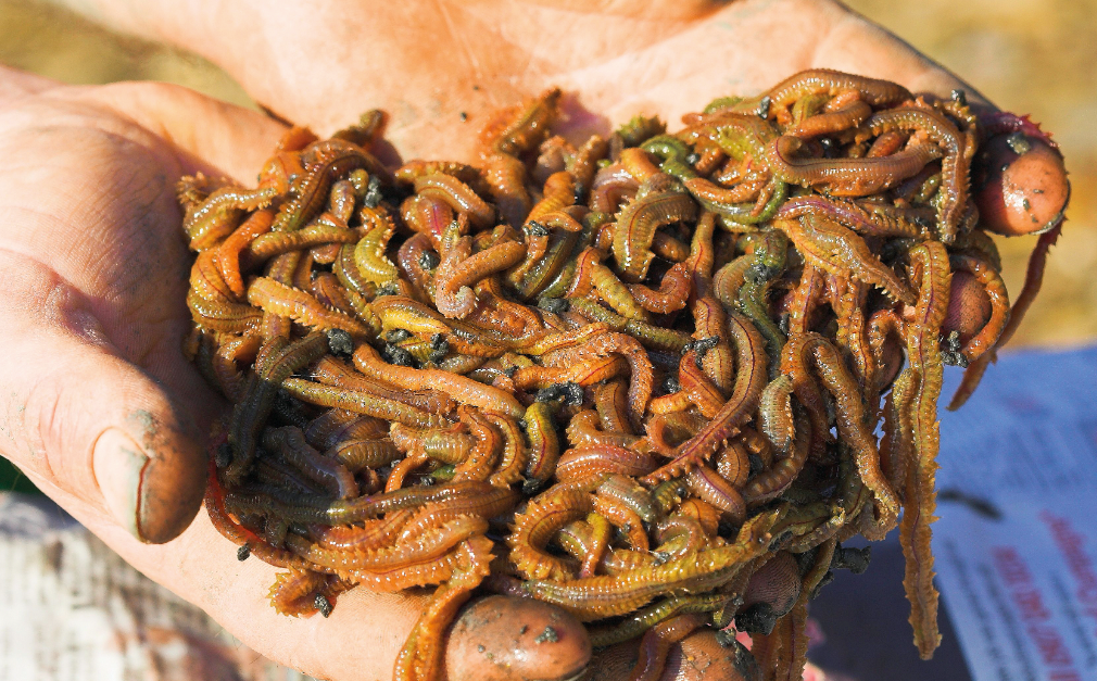 Spawning King Ragworm The Secret Life of Ragworms - SeaAngler