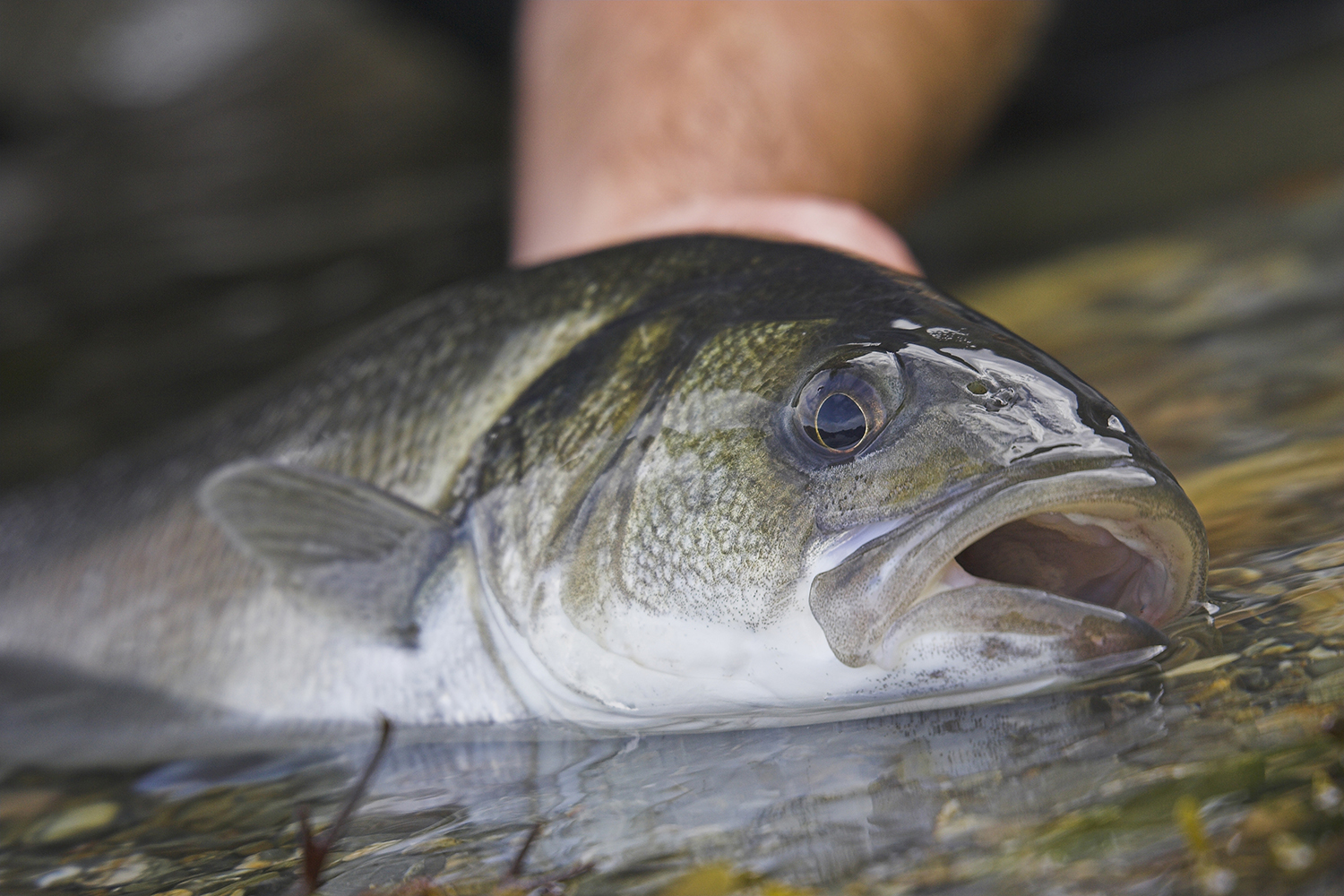 Close up of bass fish