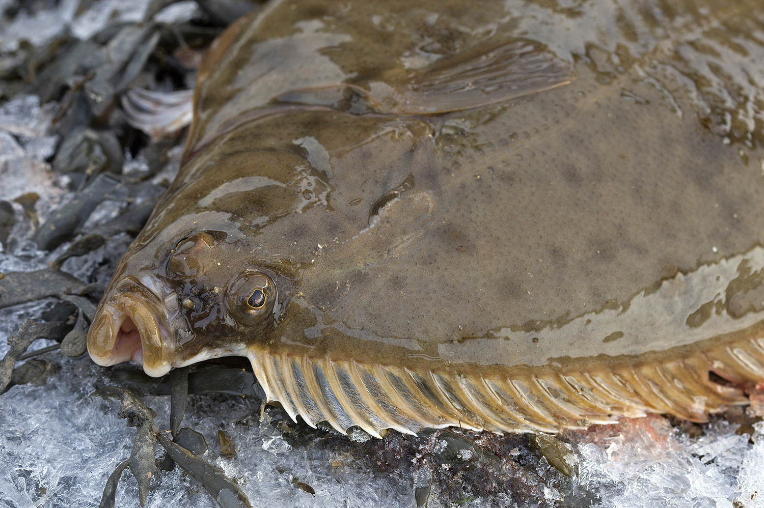 flounder flatfish