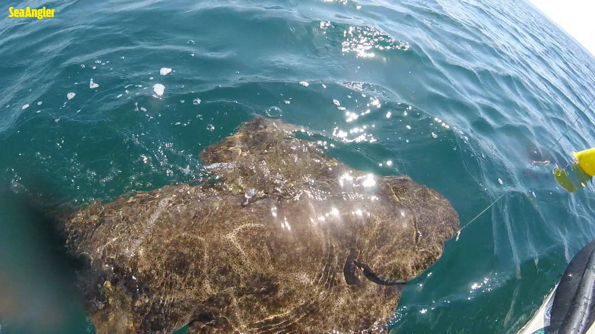 Angel shark catch picture