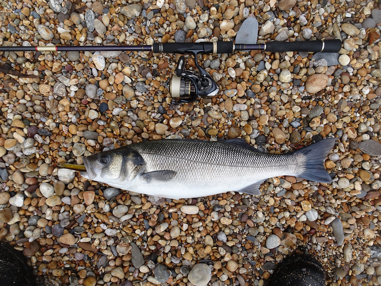 Bass lying next to rod