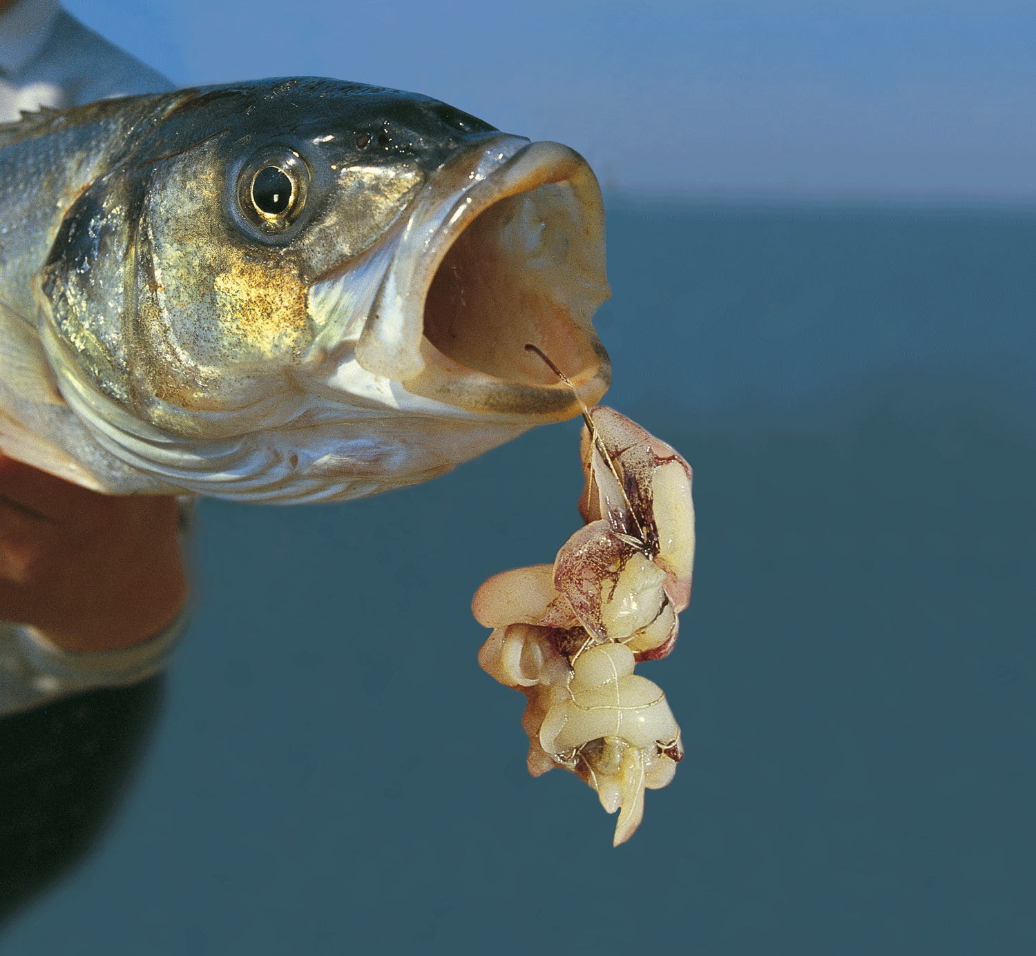Squid Fishing Lure Pike Salmon Baits Bass Trout Sea Rigs Fishing Tackle-Boa E8R6 