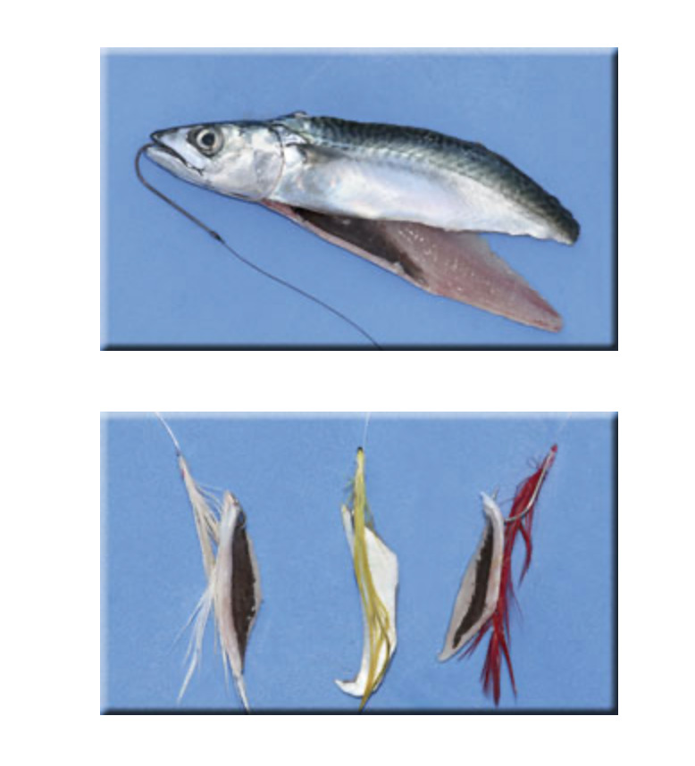 Using Mackerel Strips, Fillets and Flappers as Bait SeaAngler