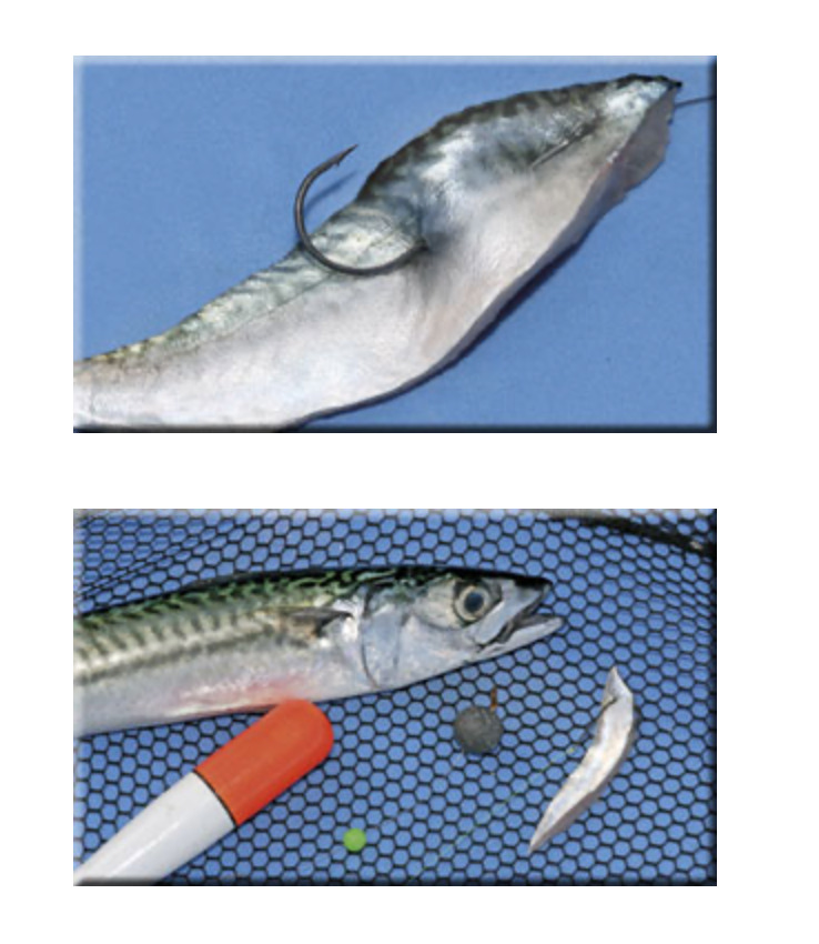 Using Mackerel Strips, Fillets and Flappers as Bait - SeaAngler
