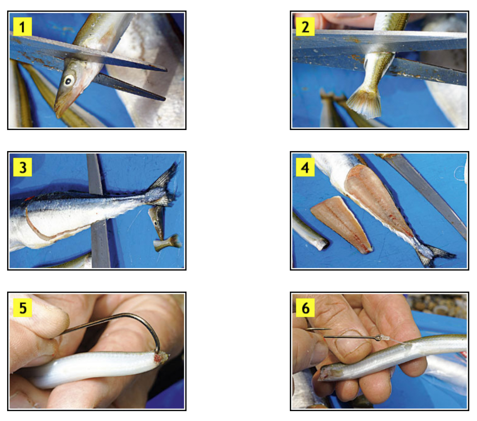 How to Cut and Shut a Sandeel, Mackerel, Squid or Crab - SeaAngler