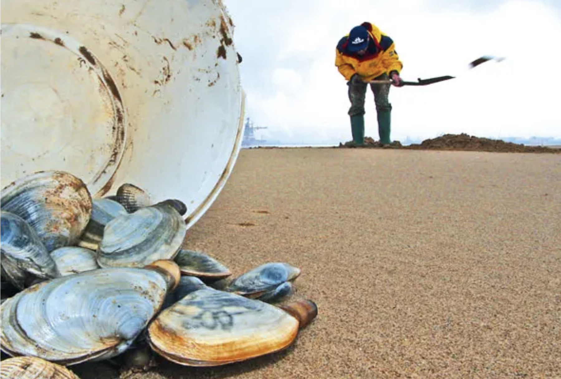 Sea Fishing With Clams - SeaAngler