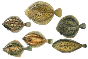 Flatfish Lures -  UK