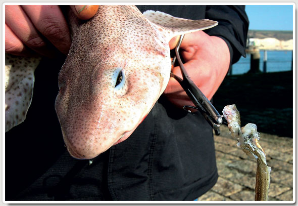 How to Quickly Unhook a Sea Fish - SeaAngler