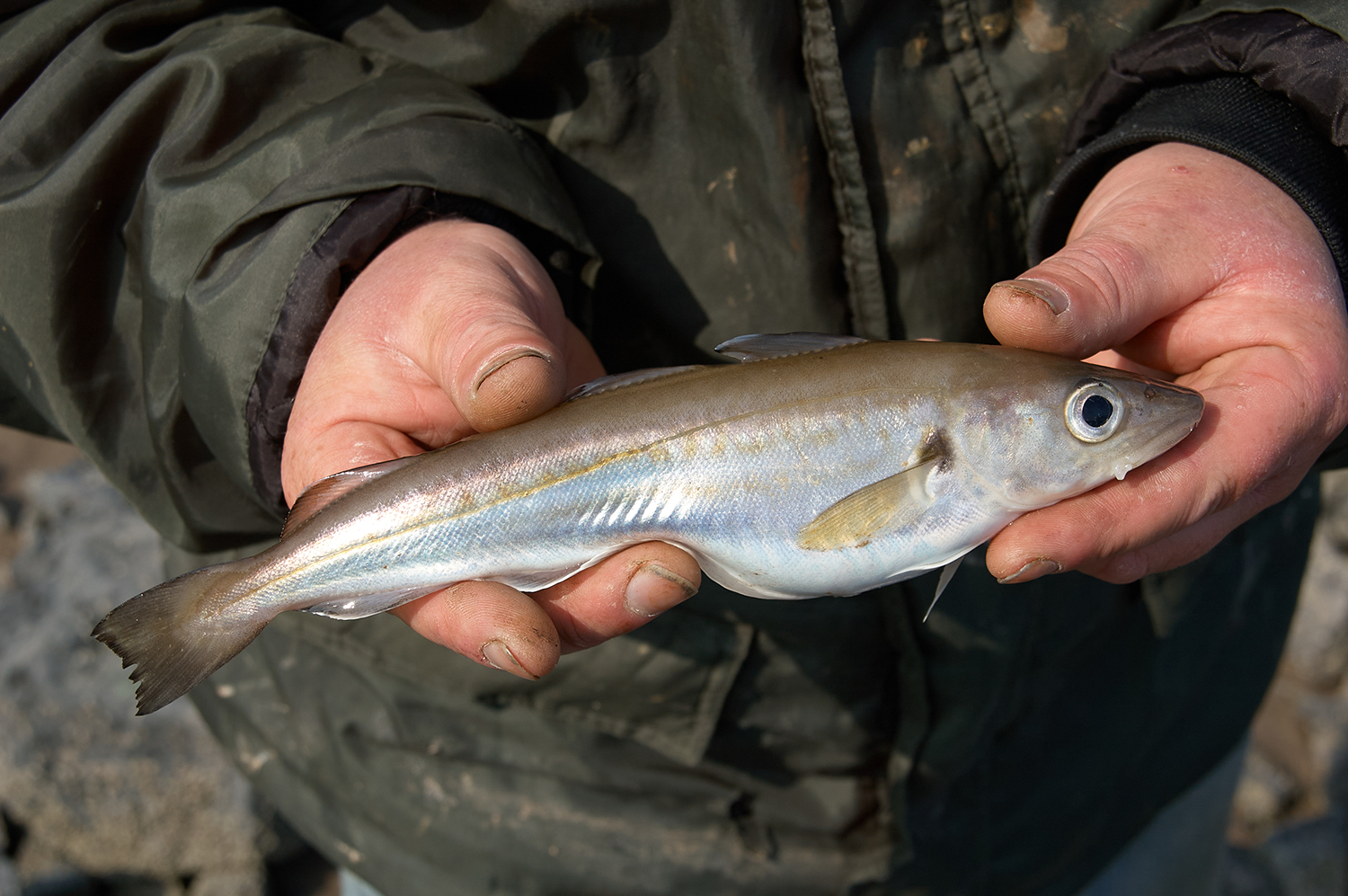 Fishing for shore whiting with Shakespeare - SeaAngler