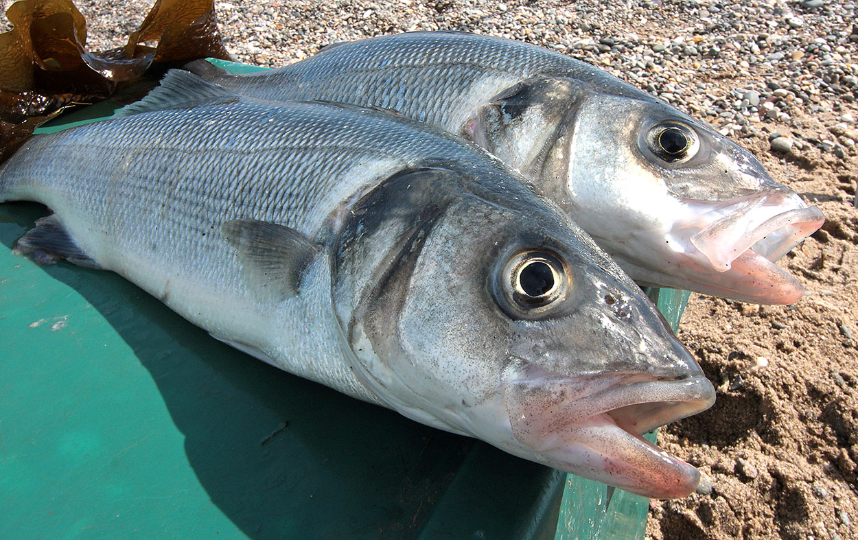 Know Your Fish  Bass - SeaAngler