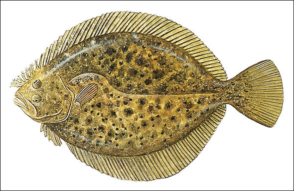 Know Your Flatfish Species With Our Identification Guide - SeaAngler
