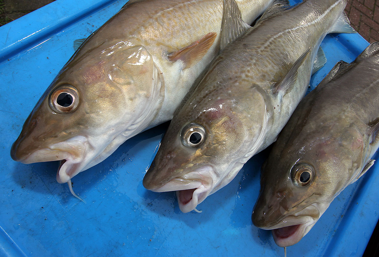 Know Your Fish  Cod - SeaAngler