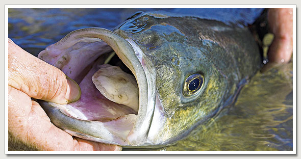 How to Handle Bass Safely and Correctly - SeaAngler