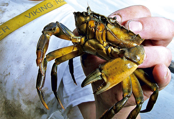 Preparing Crabs for Sea Fishing - SeaAngler