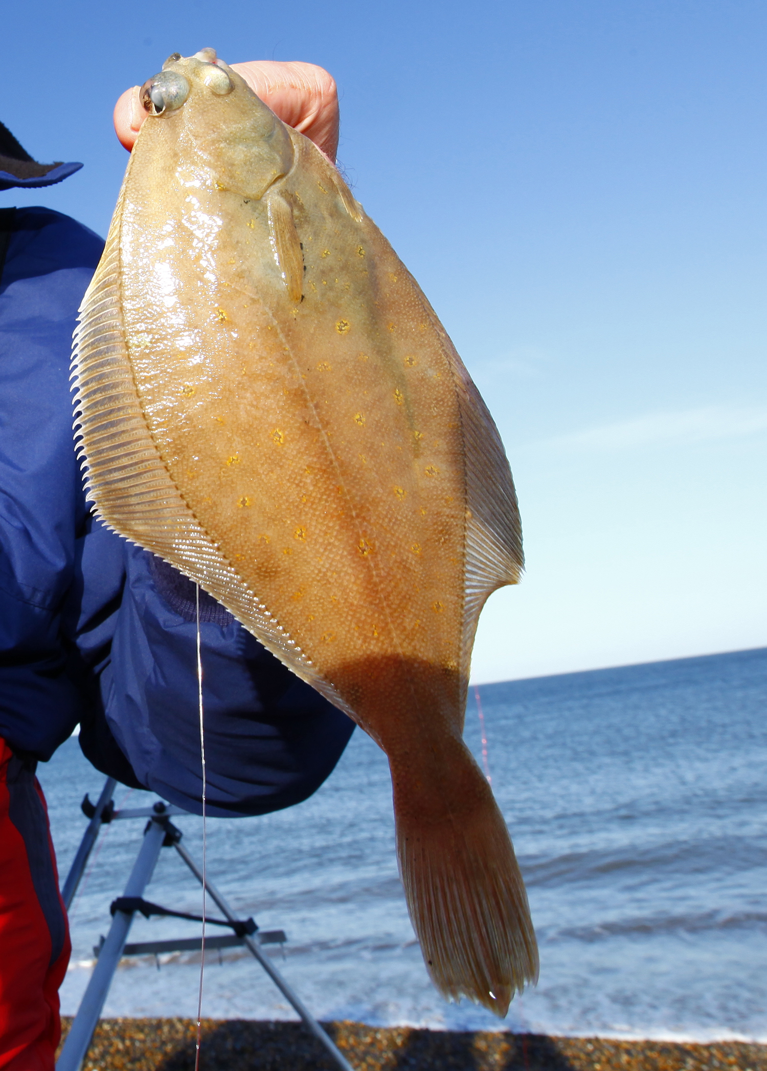 man holding dab flatfish