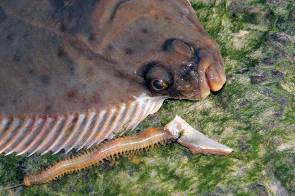 Fish Hook Top in Atlantic