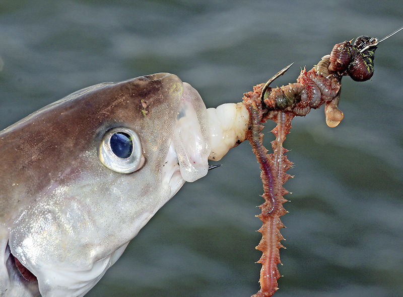 Bait Fishing Basics - How to Catch Whiting – Tackle Tactics