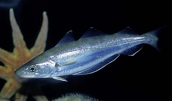 Know Your Fish  Whiting - SeaAngler