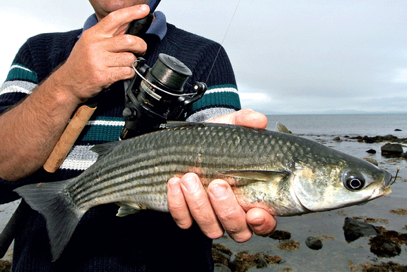 An Expert's Guide to Mullet Fishing From the Rocks - SeaAngler