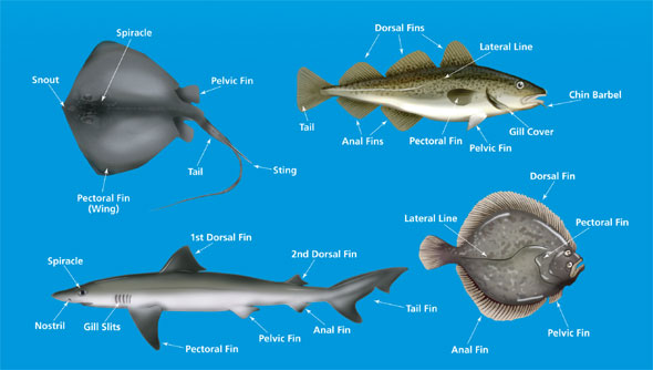 Learn About Sea Fish - SeaAngler