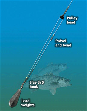 Alan Yates on How to Catch Big Bass From the Shore - SeaAngler