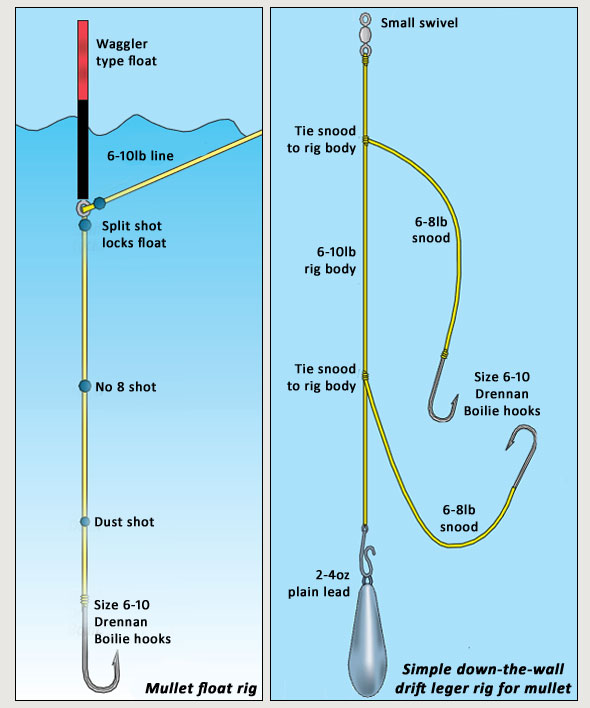 How to Catch Mullet From Estuaries - SeaAngler