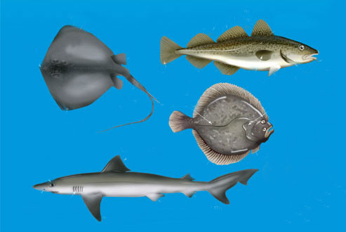 Learn About Sea Fish - SeaAngler