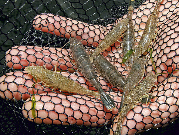 Sea Fishing With Shrimps - SeaAngler