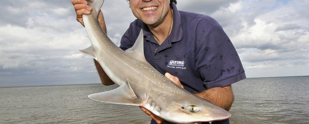 Smoothhounds