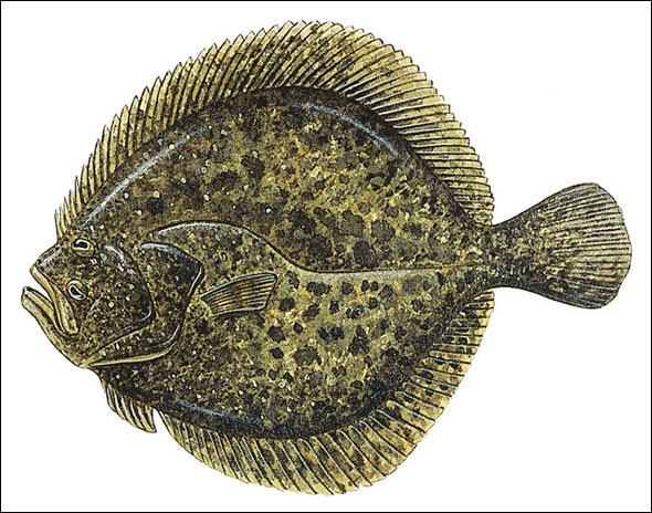 https://www.seaangler.co.uk/wp-content/uploads/sites/3/turbot.jpg